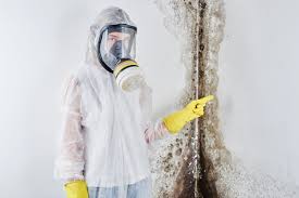 Best Black Mold Removal  in Elburn, IL